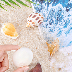 Natural Shell Home Display Decoration Sets&nbsp;SSHEL-T016-13