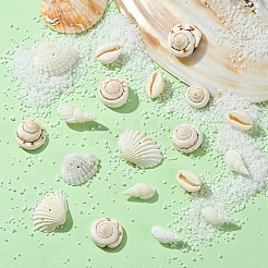 48Pcs 4 Styles Natural Shell Beads&nbsp;BSHE-YW0001-06