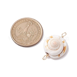 Natural Shiva Eye Shell Links Connector Charms with Real 18K Gold Plated Copper Wire Double Loops&nbsp;PALLOY-JF02629