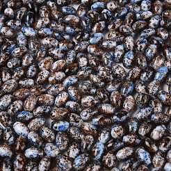Glass Seed Beads&nbsp;SEED-T009-02N