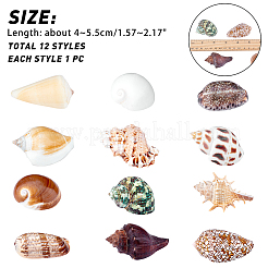 Natural Shell Home Display Decoration Sets&nbsp;SSHEL-T016-13