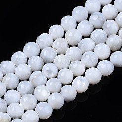 Natural Freshwater Shell Beads Strands&nbsp;SHEL-N003-24