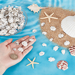400G Natural Shell Beads&nbsp;SHEL-GA0002-31