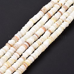 Shell Beads Strands&nbsp;SSHEL-E571-49I