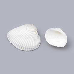 Natural Ark Shell Beads&nbsp;SSHEL-S258-14