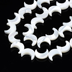 Natural Trochid Shell/Trochus Shell Beads Strands&nbsp;SSHEL-S266-025B-01