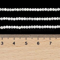 Natural Trochus Shell Beads Strands&nbsp;BSHE-G036-08A-01