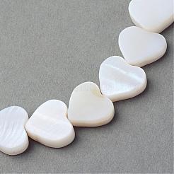 Natural Freshwater Shell Beads Strands&nbsp;SSHEL-Q296-40