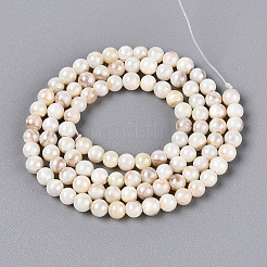 AB Color Natural Freshwater Shell Beads Strands&nbsp;BSHE-T014-40C