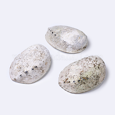 Natural Abalone Shell/Paua ShellDecoration&nbsp;SSHEL-K024-01A-1