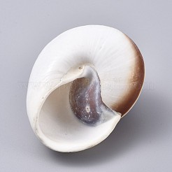 Large Natural Hermit Crab Shells&nbsp;DJEW-WH0007-12