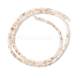 Natural Freshwater Shell Beads Strands&nbsp;SHEL-K006-72A