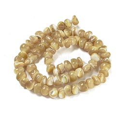 Natural Trochus Shell Beads Strands&nbsp;BSHE-G039-01A
