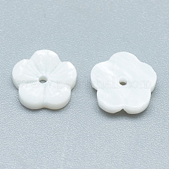 Freshwater Shell Beads&nbsp;SHEL-S275-015