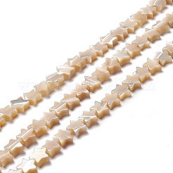 Natural Trochid Shell/Trochus Shell Beads&nbsp;SSHEL-O001-25B-01