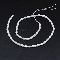 Dyed Natural Shell Beads Strands&nbsp;BSHE-E023-01C