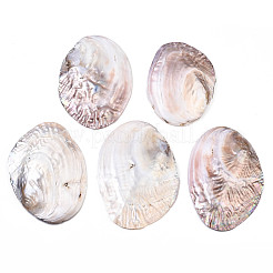 Natural Freshwater Shell Display Decorations&nbsp;SHEL-Q312-007