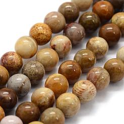 Natural Fossil Coral Beads Strands&nbsp;G-G763-12-8mm