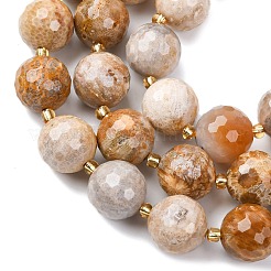 Natural Fossil Coral Beads Strands&nbsp;G-C249-A27-16MM