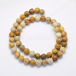 Natural Fossil Coral Beads Strands&nbsp;G-G697-F01-4mm