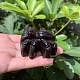 Natural Silver Obsidian Carved Figurines Statues for Home Desktop Decoration&nbsp;PW-WG1F93C-01-1