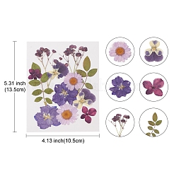 Pressed Dried Flowers&nbsp;DIY-YWC0001-102