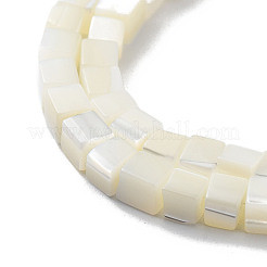 Natural Trochus Shell Beads Strands&nbsp;SHEL-M020-01