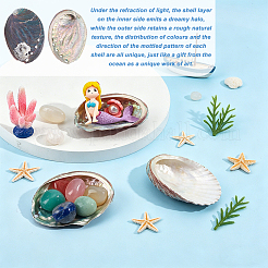 Natural Paua Shell Display Decorations&nbsp;DJEW-WH0042-148B