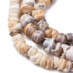 Natural Shell Beads Strands&nbsp;SH-CBA2978-03