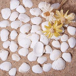 Shell Beads&nbsp;BSHE-PH0003-15