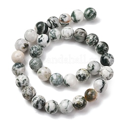 Natural Tree Agate Beads Strands&nbsp;G-T150-A09-12mm