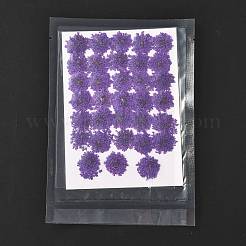 Pressed Dried Flowers&nbsp;DIY-K032-58F