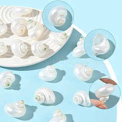 20Pcs Natural Spiral Shell Beads&nbsp;SSHEL-SC0001-56