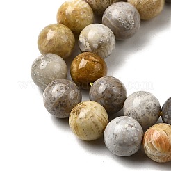 Natural Fossil Coral Beads Strands&nbsp;G-A274-B01-8mm
