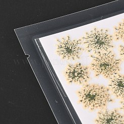 Pressed Dried Flowers&nbsp;DIY-K032-58N