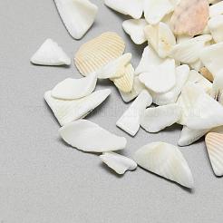 Natural Sea Shell Beads&nbsp;SSHEL-R036-016