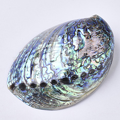 Natural Abalone Shell/Paua Shell Display Decoration&nbsp;SSHEL-N0334-01