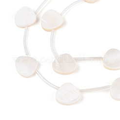 Natural Freshwater Shell Beads Strands&nbsp;SHEL-T020-32