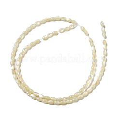 Natural Trochus Shell Beads Strands&nbsp;SSHEL-H072-02B