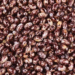 Spray Painted Glass Seed Beads&nbsp;SEED-T007-14D