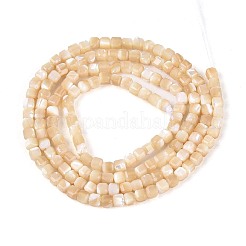 Natural Trochid Shell/Trochus Shell Beads Strands&nbsp;BSHE-T014-52A-02