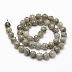 Natural Labradorite Beads Strands&nbsp;G-D840-10-8mm