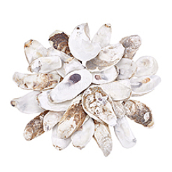30Pcs 3 Styles Oyster Shell&nbsp;DIY-PH0029-34