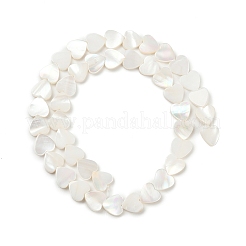 Natural Freshwater Shell Beads Strands&nbsp;SHEL-K010-04