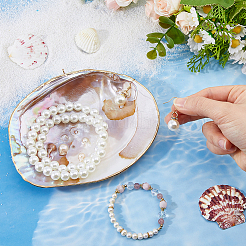 Natural Shells Display Decorations&nbsp;DIY-WH0899-659A
