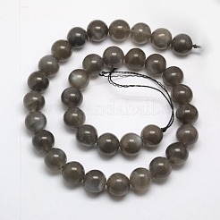 Natural Black Moonstone Beads Strands&nbsp;G-J157-10mm-05