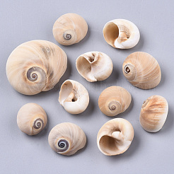 Natural Conch Shell Beads&nbsp;SSHEL-S258-78