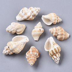 Natural Spiral Shell Beads&nbsp;SSHEL-S258-75