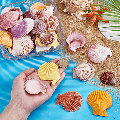 40Pcs Natural Shell for Aquarium Fish Tank Ornaments&nbsp;SHEL-PH0001-69A