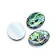 Paua Shell Oval Cabochons&nbsp;SSHEL-E553-18B-1